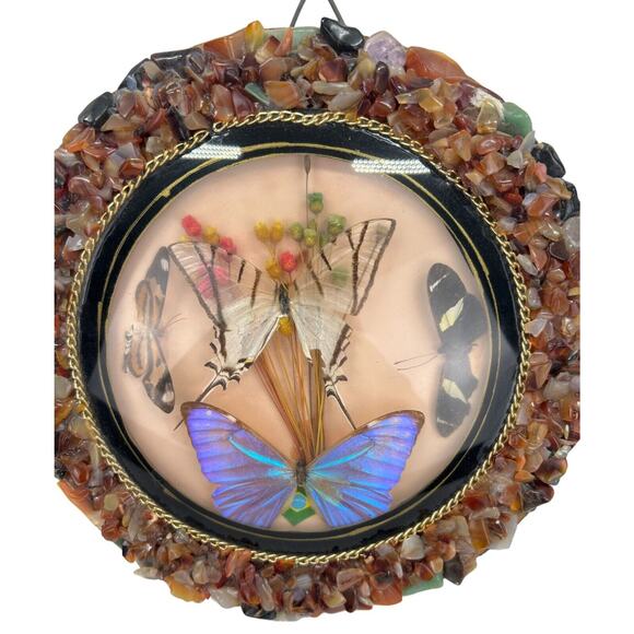 Vintage Real 4 Butterfly Taxidermy Round Convex Glass Stone Frame Brazil - Picture 2 of 5